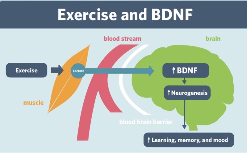 exercise and BDNF